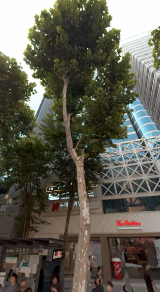 tree photo