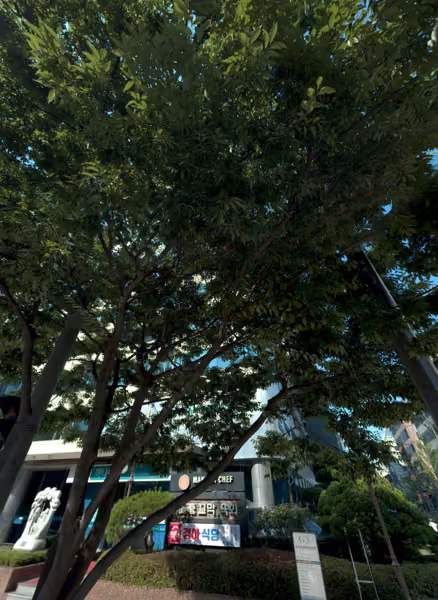 tree photo