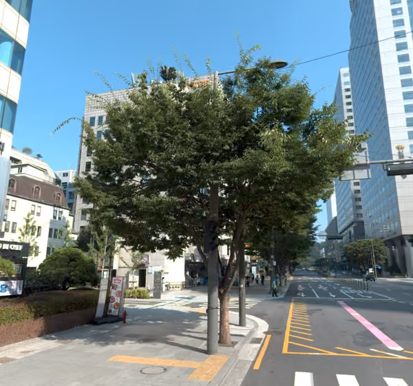 tree photo