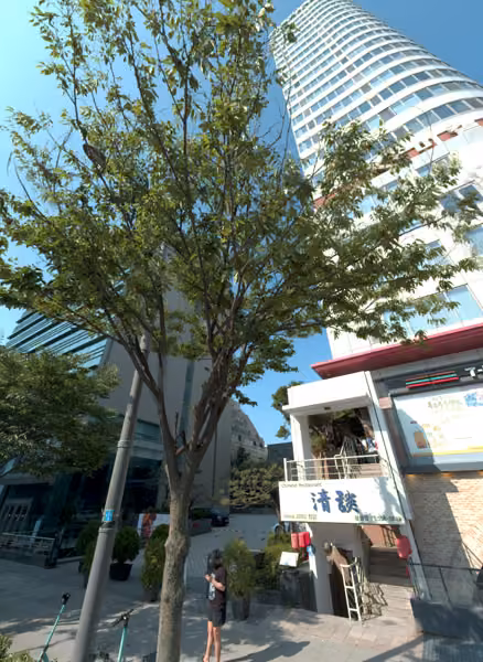 tree photo