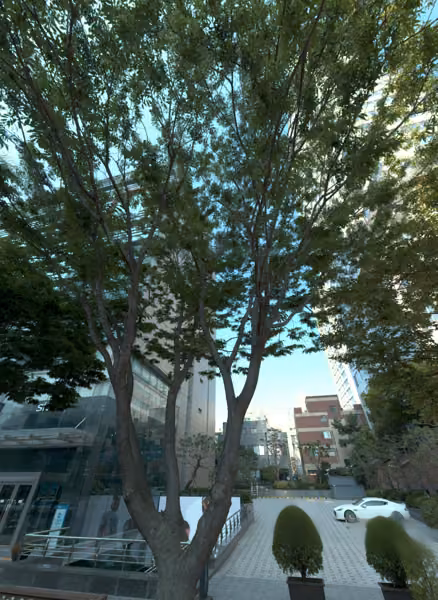 tree photo
