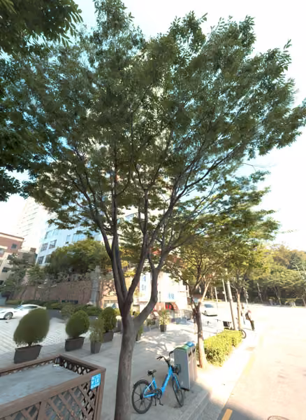 tree photo