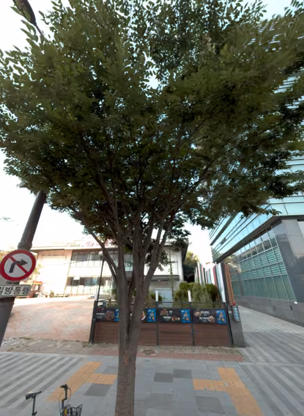 tree photo