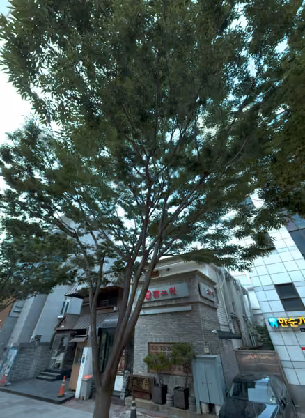 tree photo