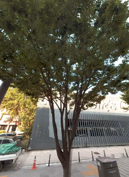 tree photo