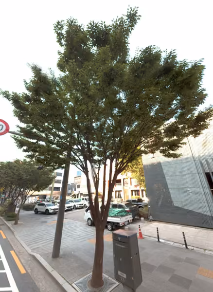 tree photo