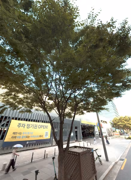 tree photo
