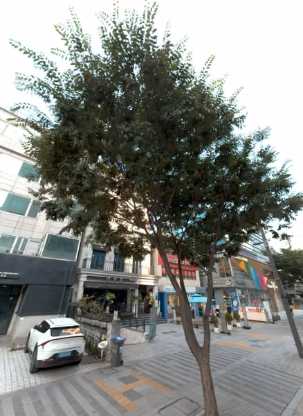 tree photo