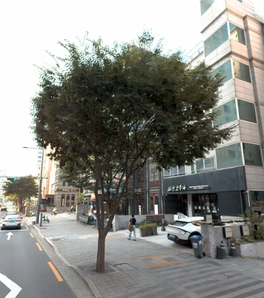 tree photo