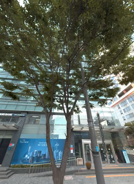 tree photo