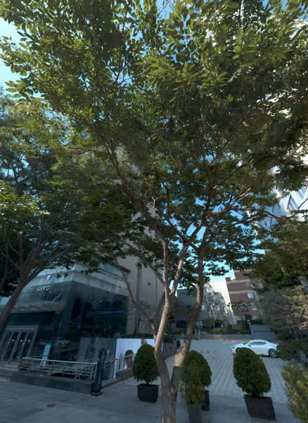 tree photo