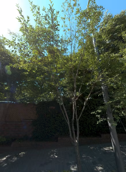 tree photo