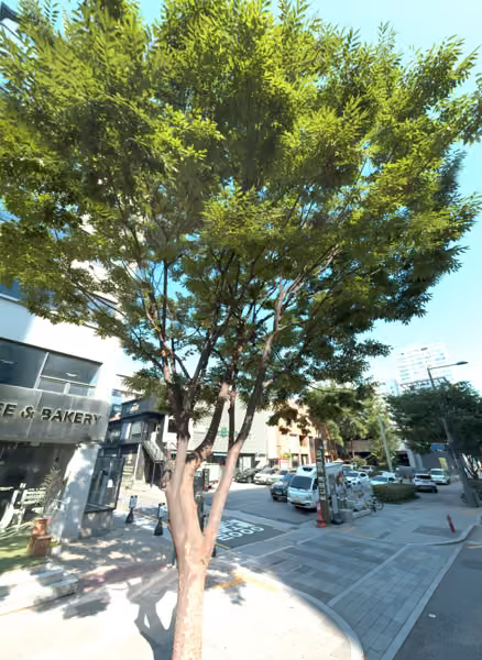 tree photo