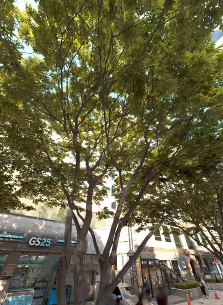 tree photo
