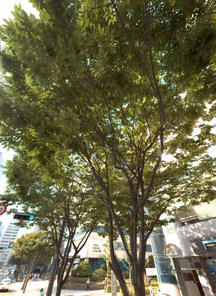 tree photo