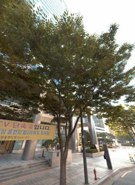 tree photo