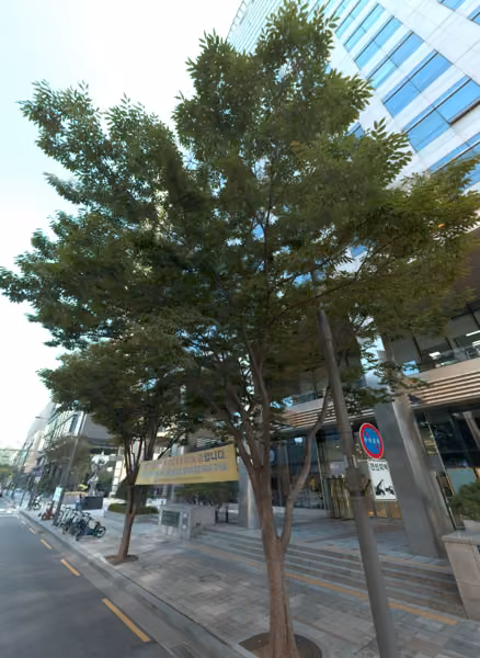 tree photo