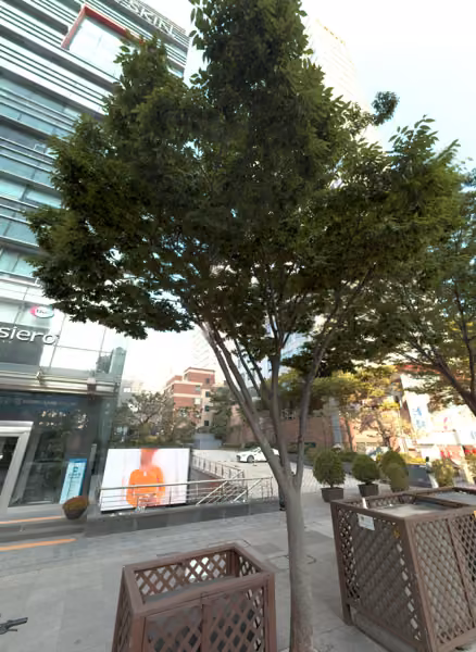 tree photo