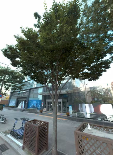 tree photo