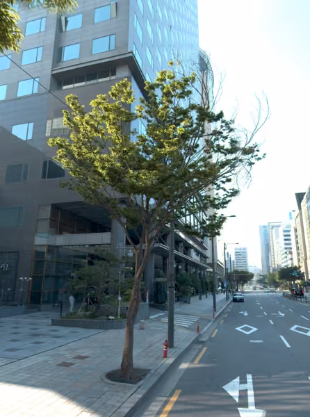 tree photo