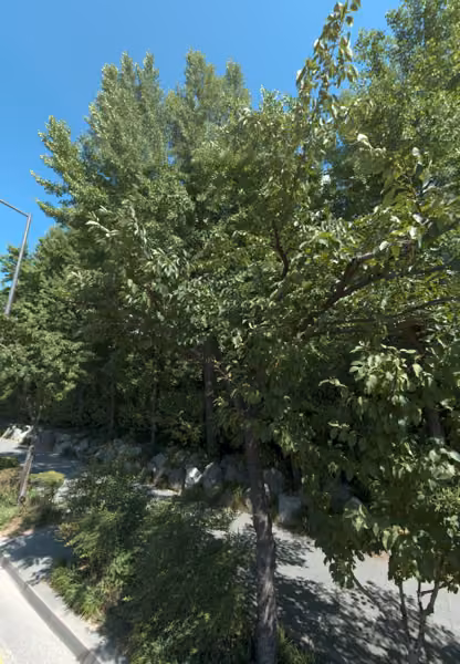 tree photo
