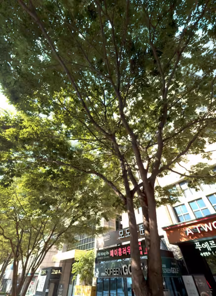 tree photo