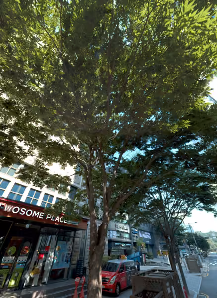 tree photo