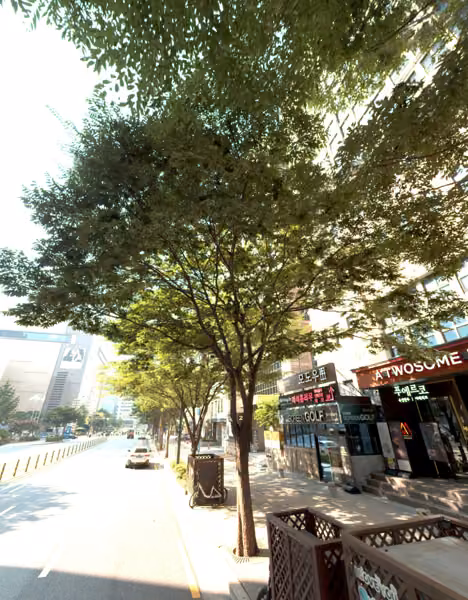 tree photo
