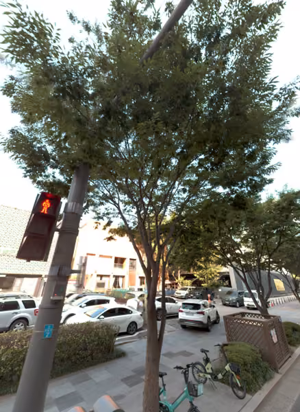 tree photo