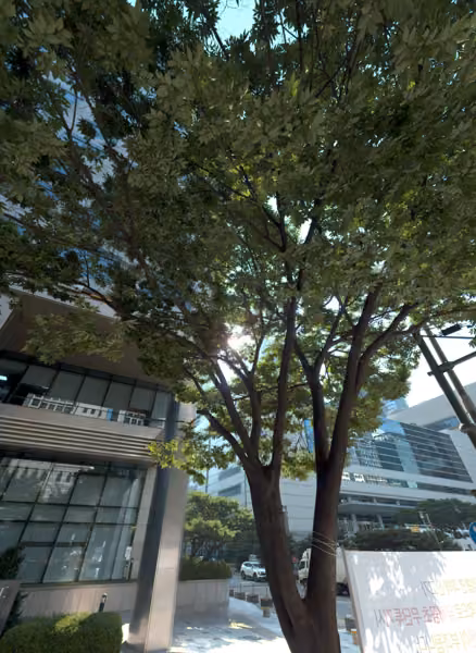 tree photo