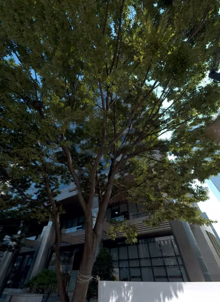tree photo