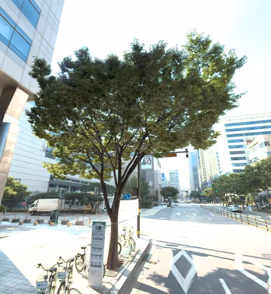 tree photo