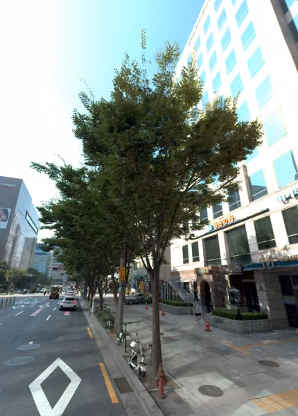 tree photo