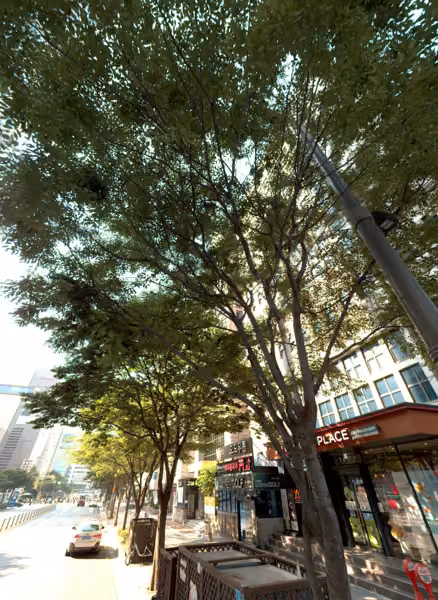 tree photo