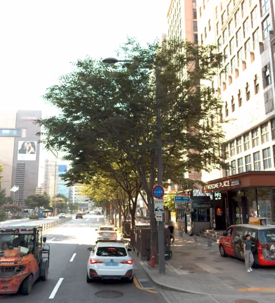 tree photo