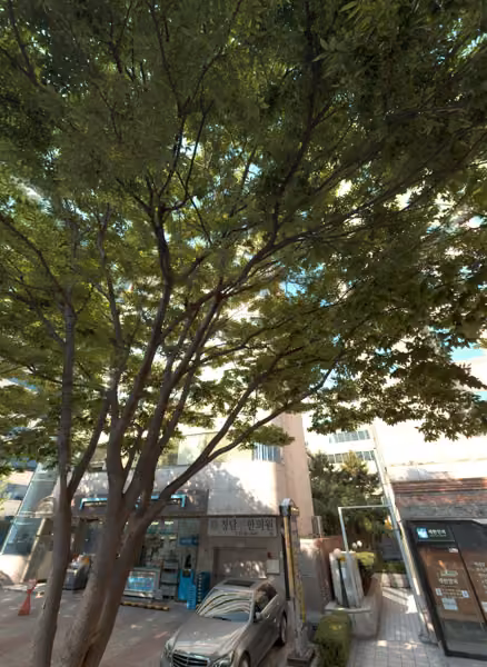 tree photo