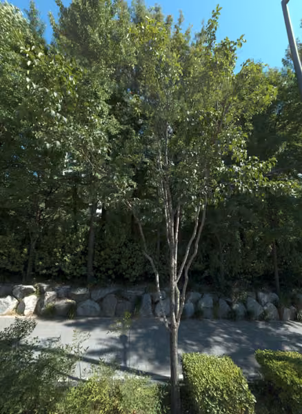 tree photo