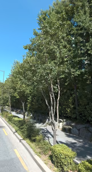 tree photo