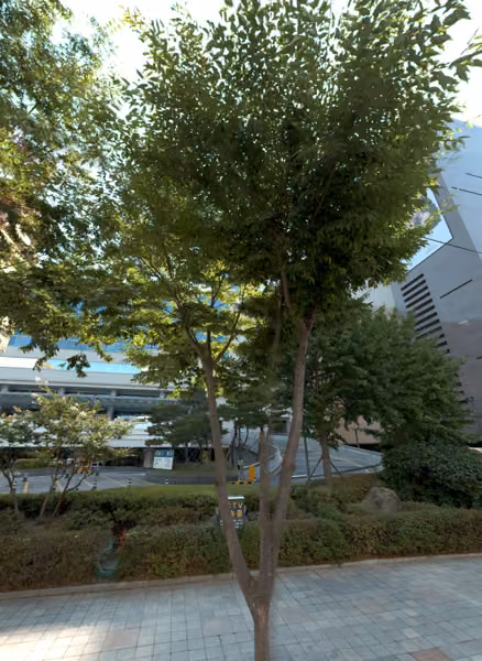 tree photo