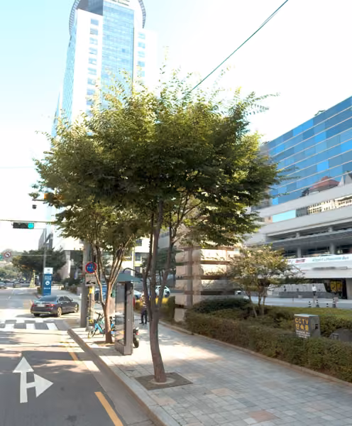 tree photo