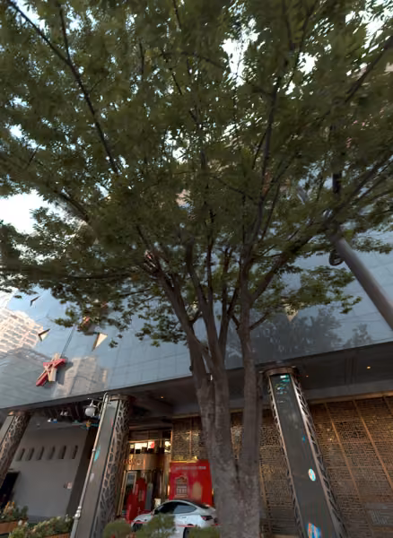 tree photo