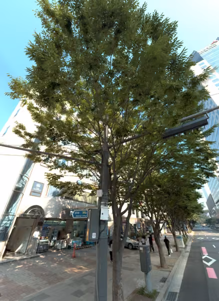 tree photo