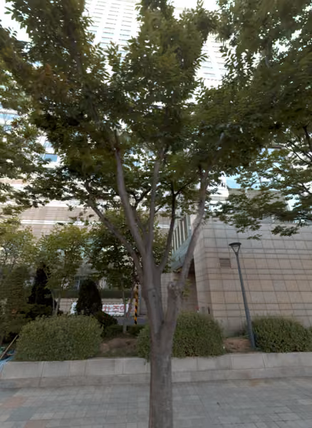 tree photo