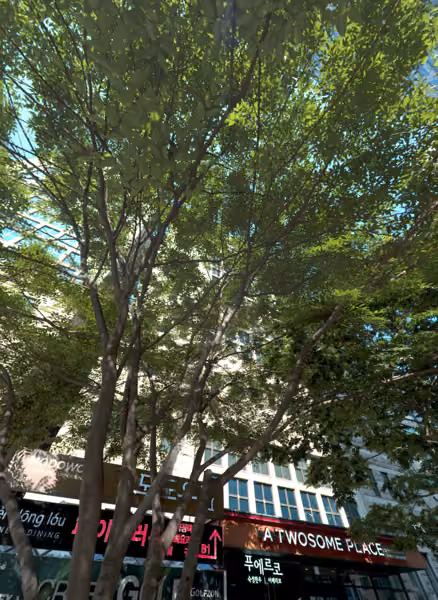 tree photo