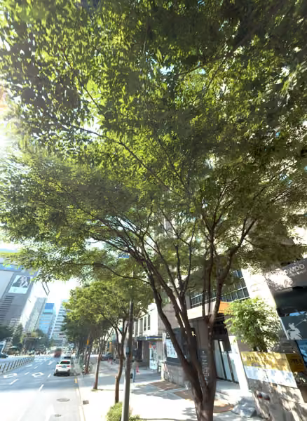 tree photo