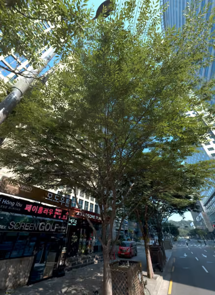 tree photo