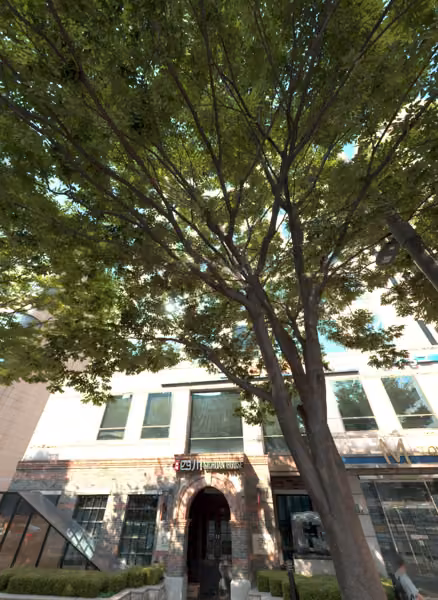 tree photo