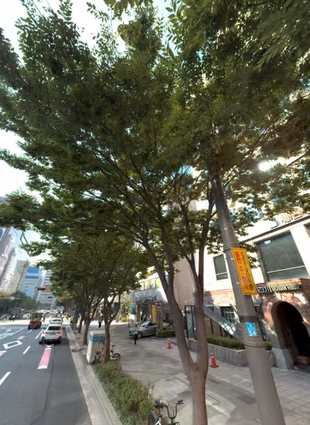 tree photo