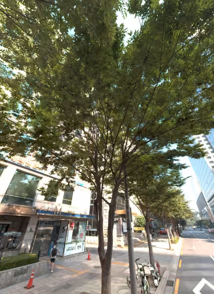 tree photo