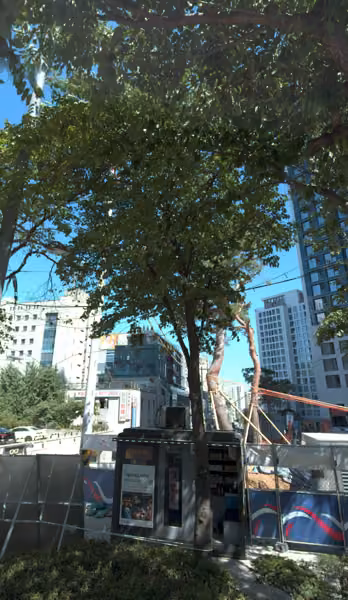 tree photo